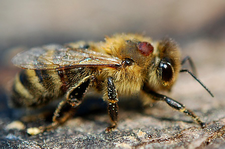 Brockmann Varroa auf Biene